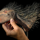 Illustration for article titled This New Vampire Dinosaur Will Haunt Your Dreams Tonight